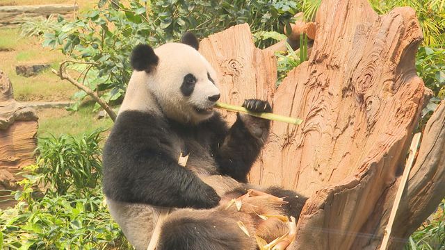 無綫新聞 TVB News