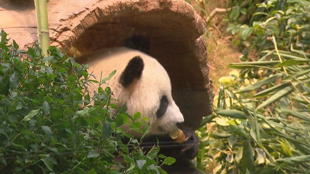 無綫新聞 TVB News