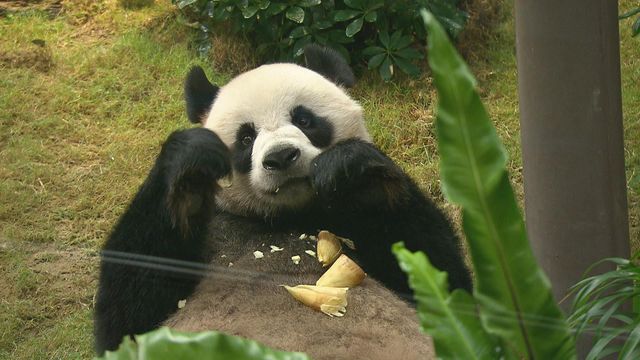 無綫新聞 TVB News