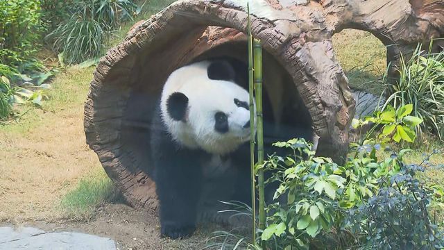 無綫新聞 TVB News 無綫新聞 TVB News