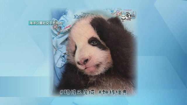 無綫新聞 TVB News