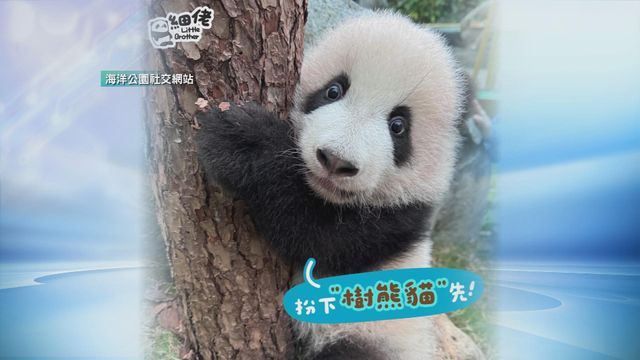 無綫新聞 TVB News