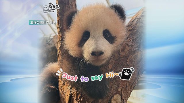 無綫新聞 TVB News