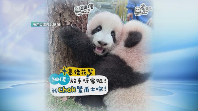 無綫新聞 TVB News