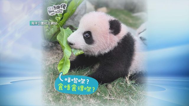 無綫新聞 TVB News