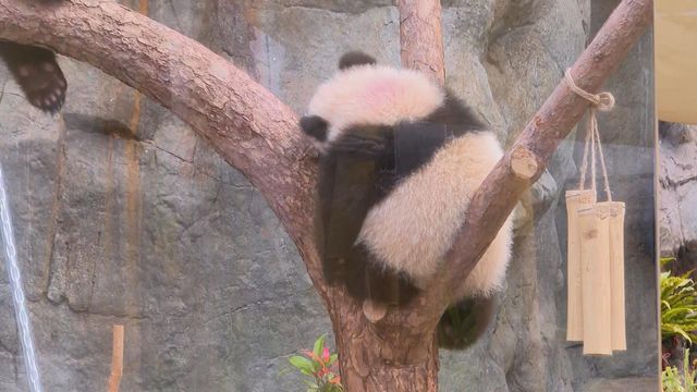 無綫新聞 TVB News