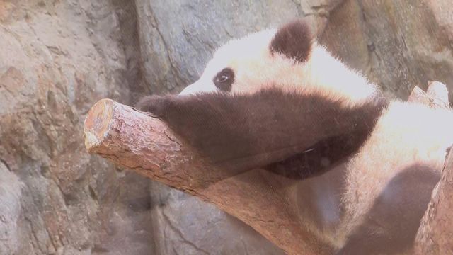 無綫新聞 TVB News