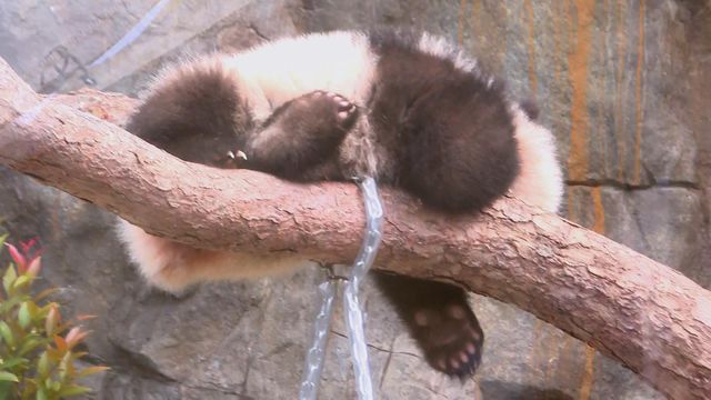 無綫新聞 TVB News