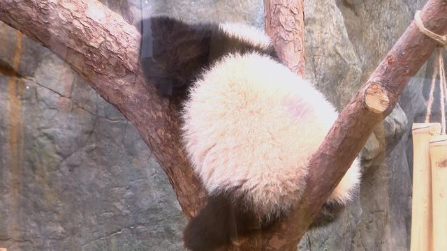 無綫新聞 TVB News