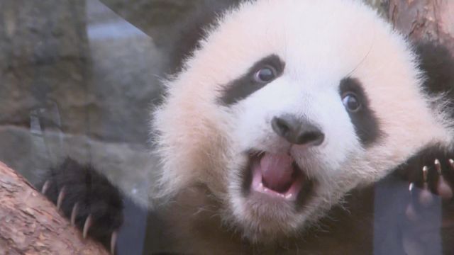 無綫新聞 TVB News