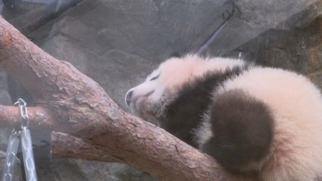 無綫新聞 TVB News