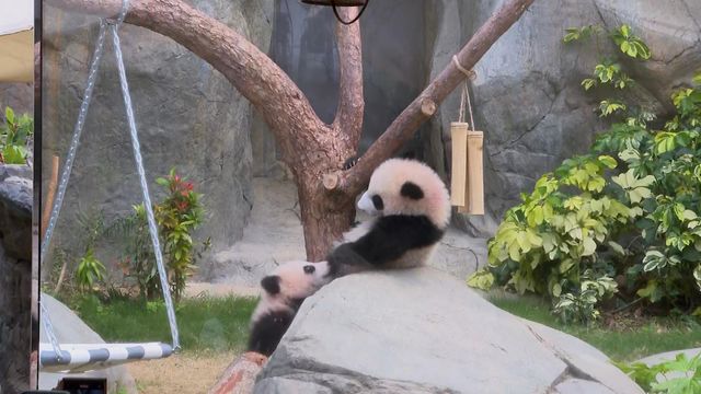 無綫新聞 TVB News