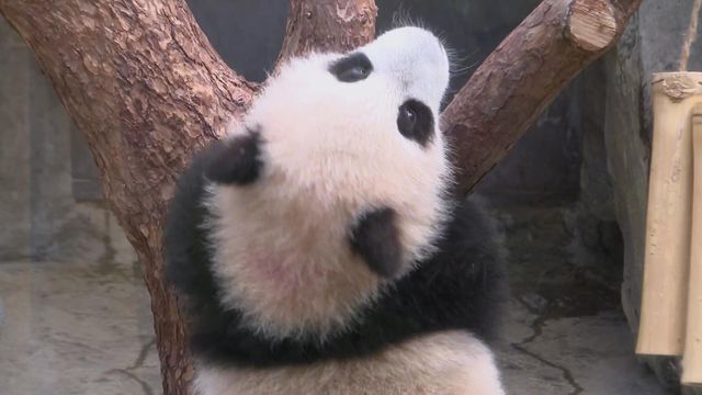 無綫新聞 TVB News