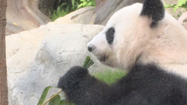 無綫新聞 TVB News