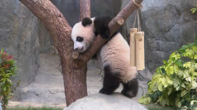 無綫新聞 TVB News