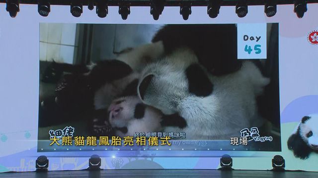 無綫新聞 TVB News