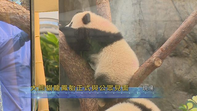 無綫新聞 TVB News