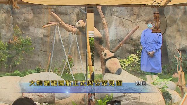 無綫新聞 TVB News