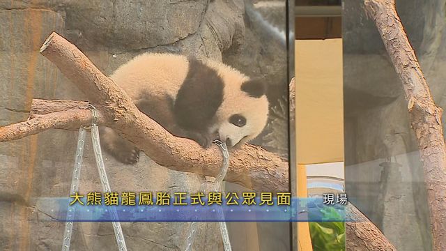 無綫新聞 TVB News