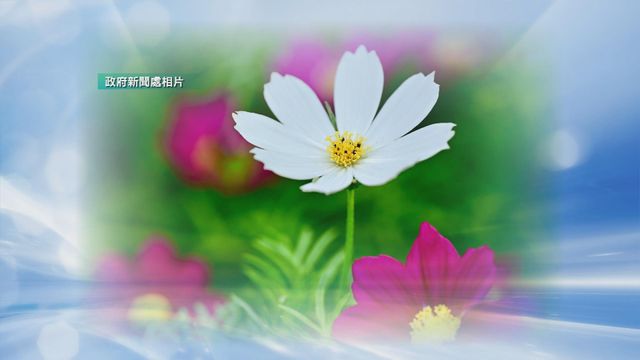 無綫新聞 TVB News