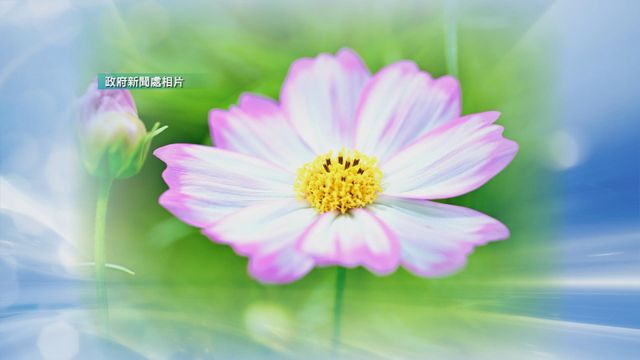 無綫新聞 TVB News