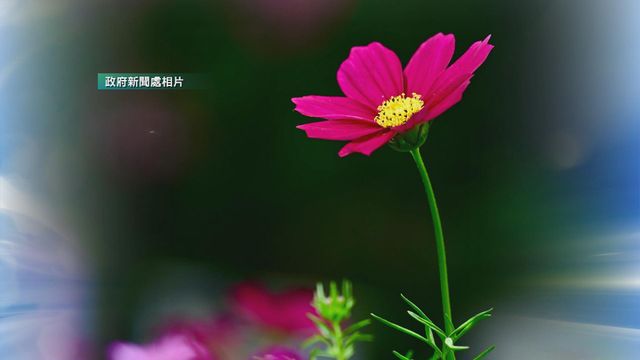 無綫新聞 TVB News