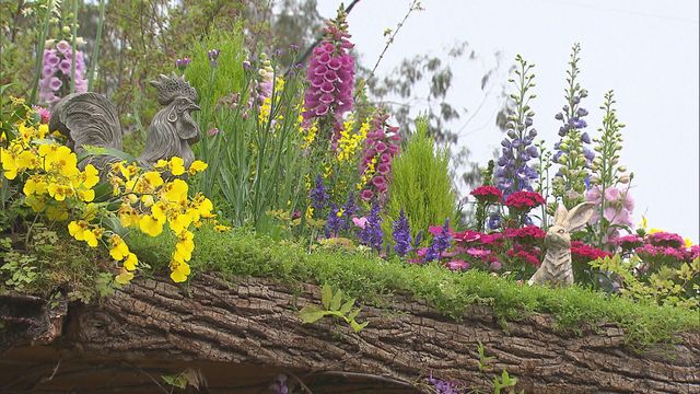 無綫新聞 TVB News