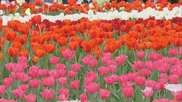 無綫新聞 TVB News