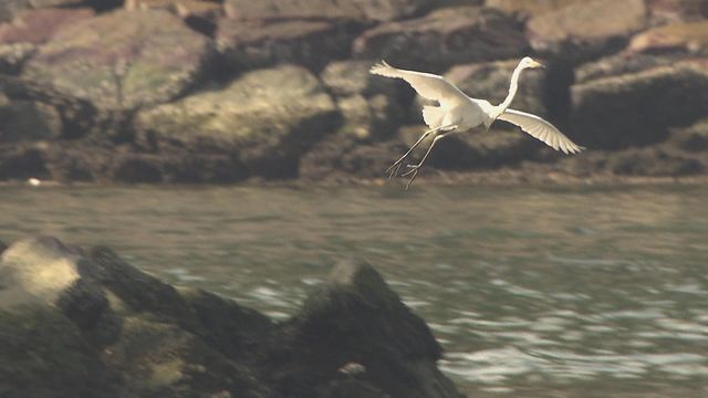 無綫新聞 TVB News