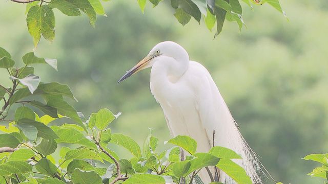 無綫新聞 TVB News
