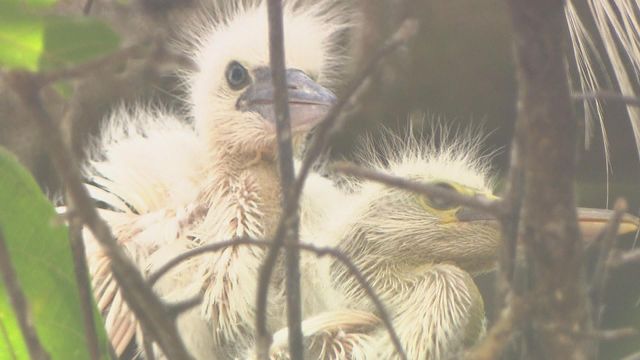 無綫新聞 TVB News