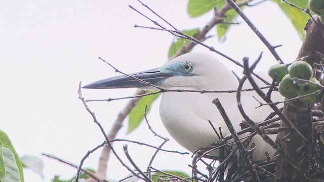 無綫新聞 TVB News