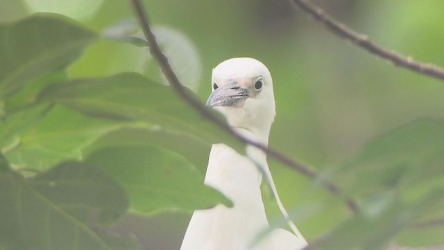 無綫新聞 TVB News