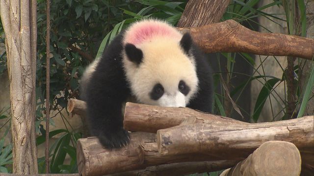 無綫新聞 TVB News