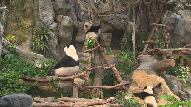 無綫新聞 TVB News