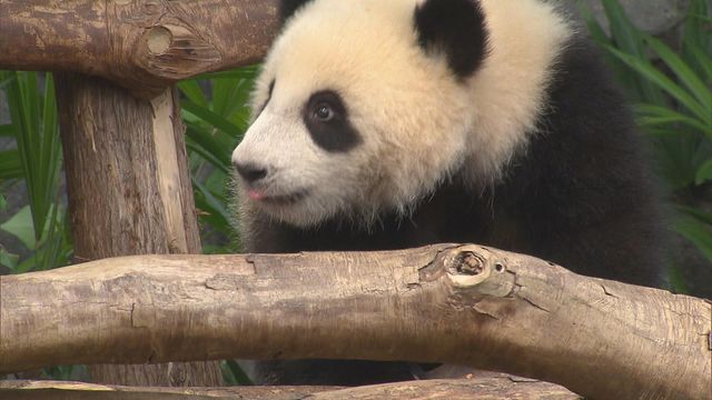 無綫新聞 TVB News