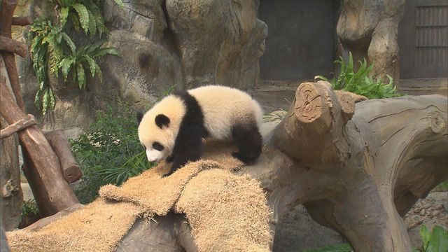 無綫新聞 TVB News