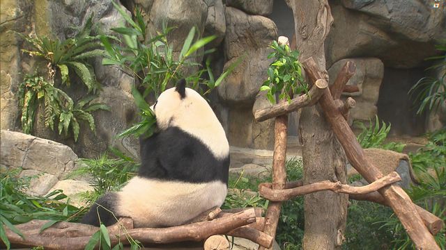 無綫新聞 TVB News