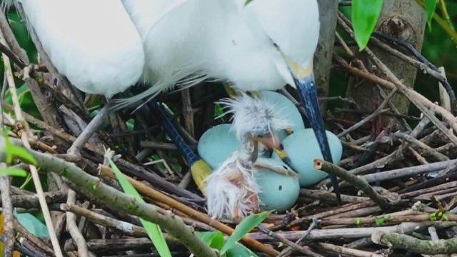 無綫新聞 TVB News