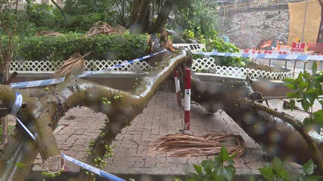 風暴韋帕｜截至中午政府接240宗塌樹報告　14人受傷赴急症室求診