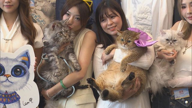 無綫新聞 TVB News 無綫新聞 TVB News
