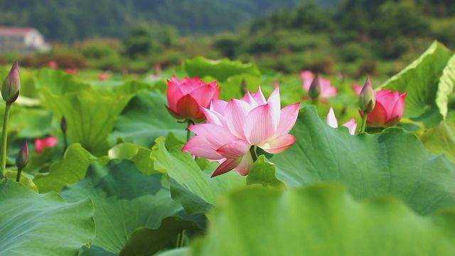 無綫新聞 TVB News
