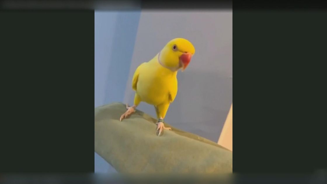 PressMega