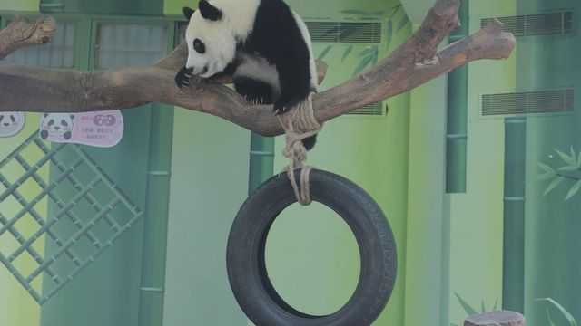 無綫新聞 TVB News