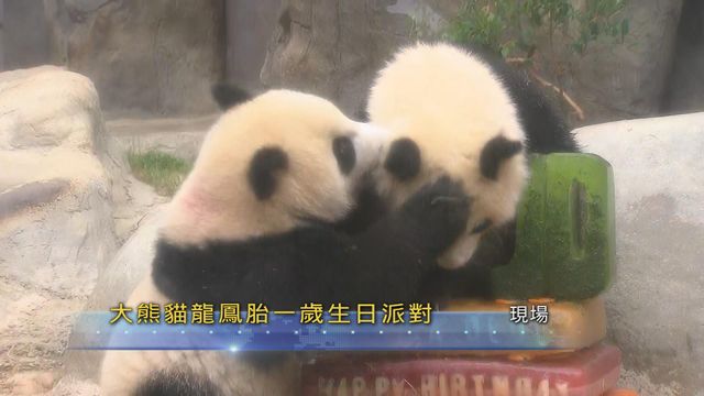無綫新聞 TVB News