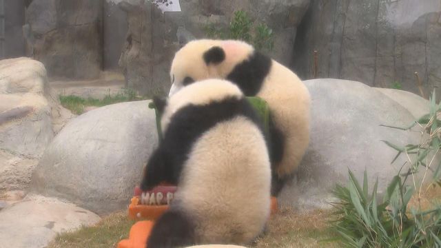 無綫新聞 TVB News