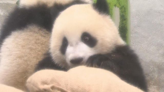 無綫新聞 TVB News