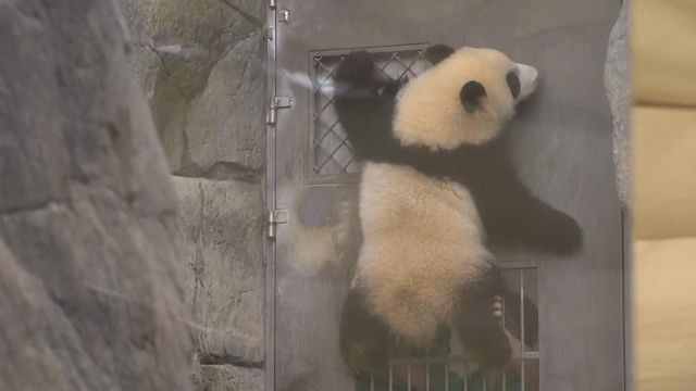 無綫新聞 TVB News