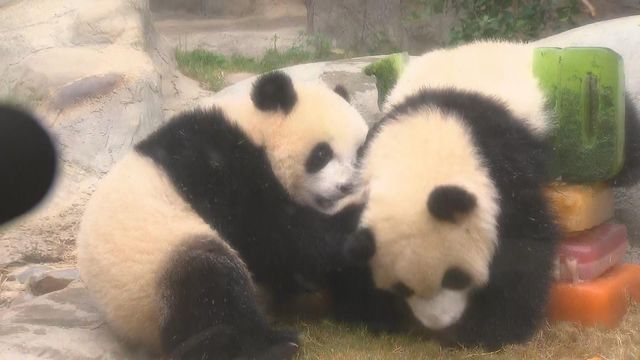 無綫新聞 TVB News