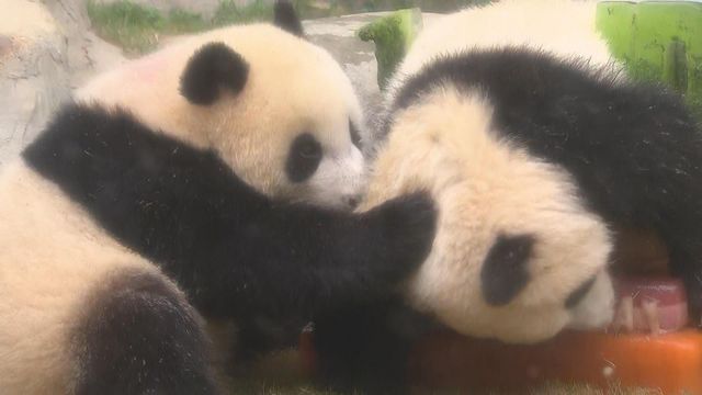 無綫新聞 TVB News